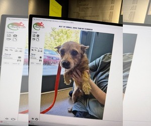 Mutt Dogs for adoption in Woodbury, NY, USA