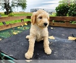 Small #4 Goldendoodle