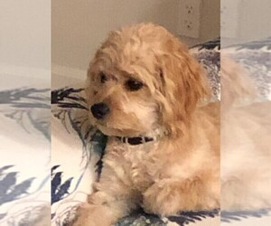 Cavalier King Charles Spaniel-Poodle (Standard) Mix Puppy for sale in HOLLISTER, CA, USA
