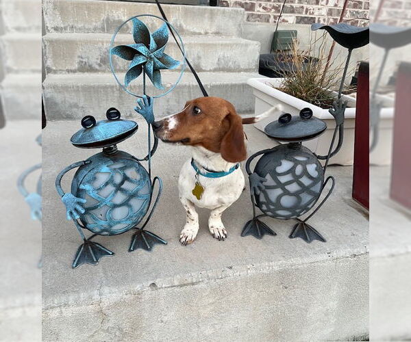 Medium Photo #6 Dachshund-Unknown Mix Puppy For Sale in Sandy, UT, USA
