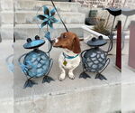 Small #5 Dachshund Mix