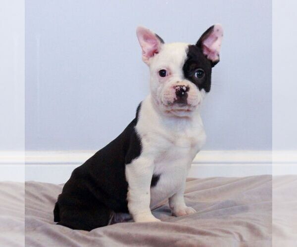 Medium Photo #3 Faux Frenchbo Bulldog Puppy For Sale in NARVON, PA, USA