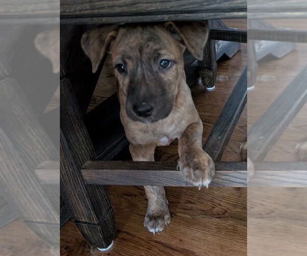 Medium Photo #2 Boxador Puppy For Sale in Boston, MA, USA