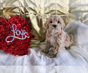 Medium Cockapoo (Miniature)