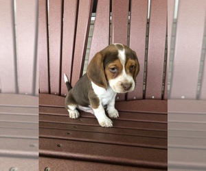 Beagle Puppy for sale in WEST LIBERTY, KY, USA