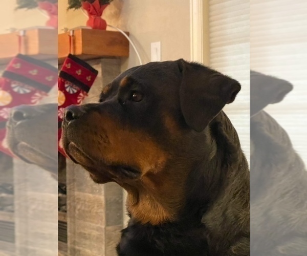 Medium Photo #2 Rottweiler Puppy For Sale in ELBERT, CO, USA