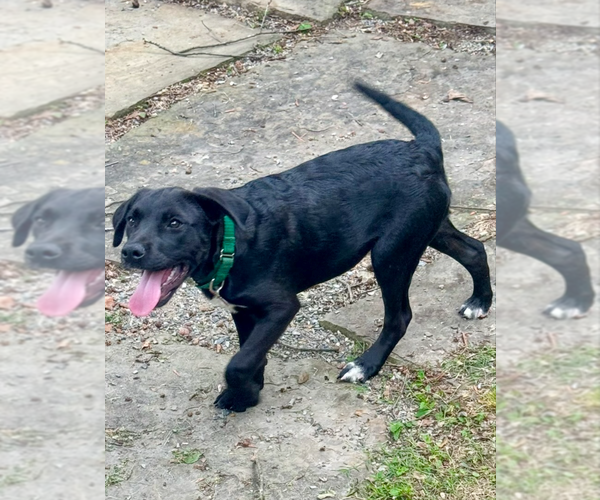 Medium Photo #2 Labrador Retriever-Unknown Mix Puppy For Sale in Boston, MA, USA