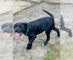 Small #1 Labrador Retriever Mix