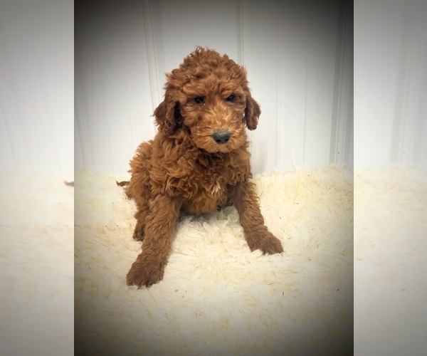 Full screen Photo #2 Goldendoodle Puppy For Sale in NORTH VERNON, IN, USA