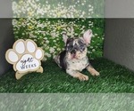 Small #4 French Bulldog