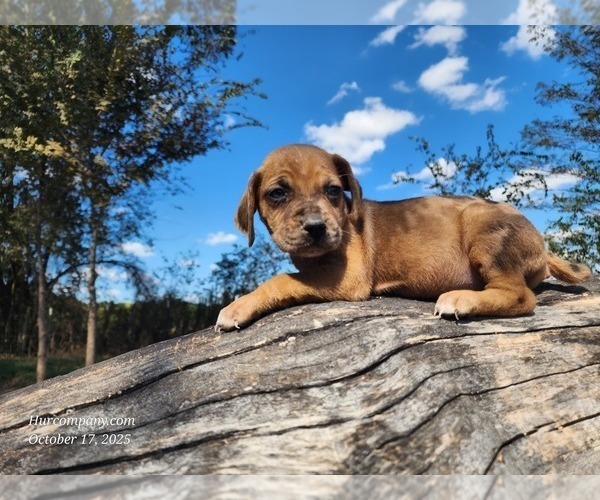 Medium Photo #5 Catahoula Leopard Dog Puppy For Sale in CUMBY, TX, USA