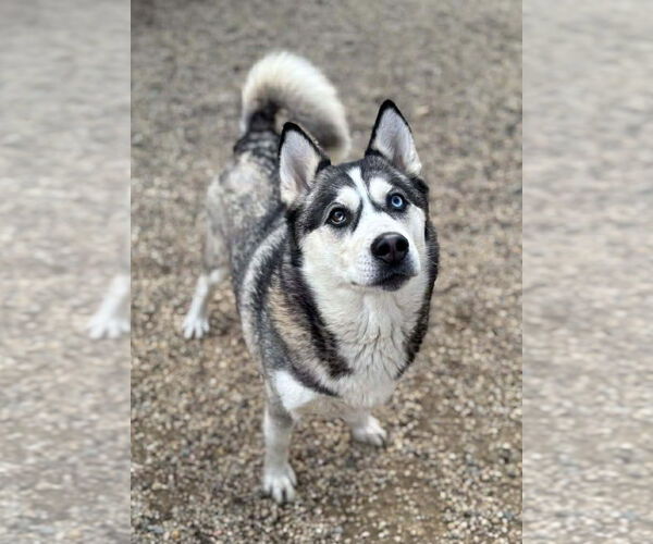 Medium Photo #1 Siberian Husky Puppy For Sale in Matawan, NJ, USA