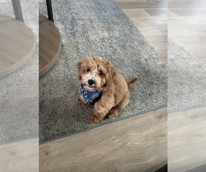 Bichpoo Puppy for sale in KENNESAW, GA, USA