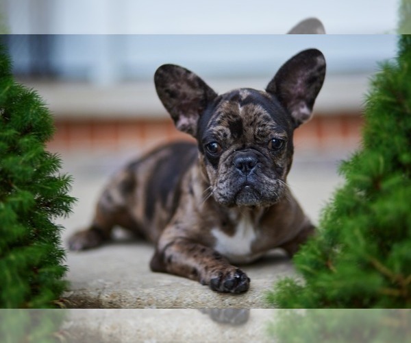 Medium Photo #1 French Bulldog Puppy For Sale in WOOD DALE, IL, USA