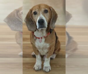 Beagle Dogs for adoption in Dunnellon, FL, USA