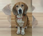 Small Beagle