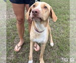 Small #9 Labrador Retriever Mix