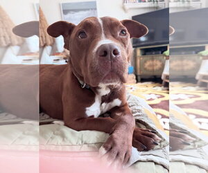 Trey - Male Mutt Dog for Adoption - Photo #7