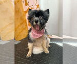 Small #1 Pomeranian Mix