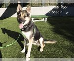 Small Photo #3 German Shepherd Dog Puppy For Sale in Pasadena, CA, USA