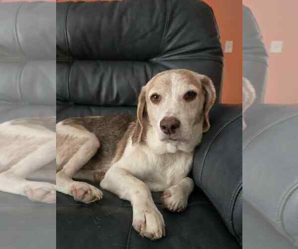 Medium Photo #1 Beagle Puppy For Sale in Tampa, FL, USA