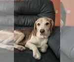 Small Beagle