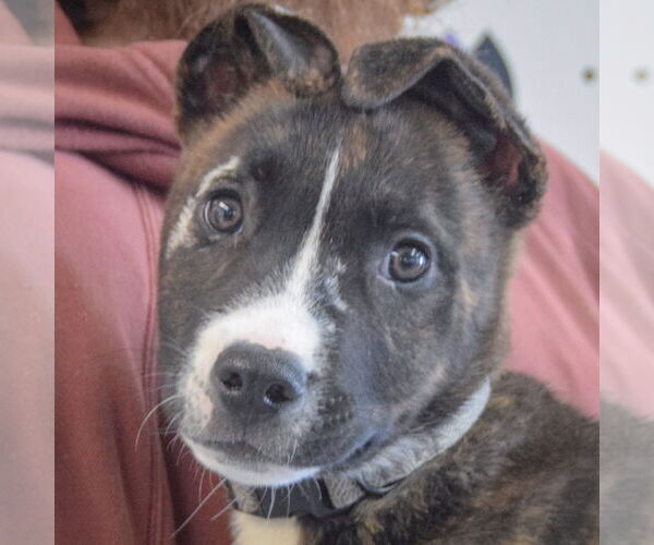 Medium Photo #5 Boxer-Bull Terrier Mix Puppy For Sale in Huntley, IL, USA