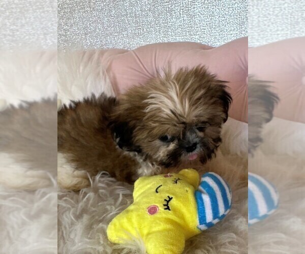 Medium Photo #2 Shih Tzu Puppy For Sale in STUART, FL, USA