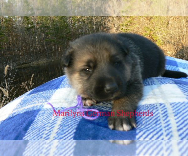 Medium Photo #3 German Shepherd Dog Puppy For Sale in PIEDMONT, MO, USA