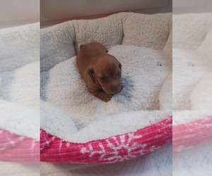 Dachshund Puppy for sale in IGNACIO, CO, USA