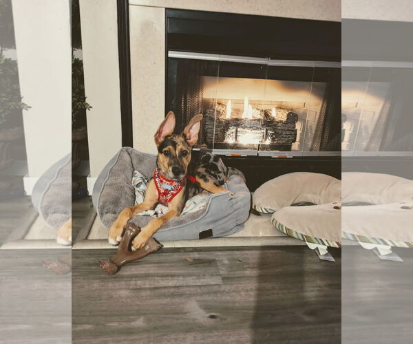 Medium Photo #12 Catahoula Leopard Dog-Unknown Mix Puppy For Sale in St. Louis Park, MN, USA