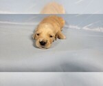 Small #3 Golden Retriever
