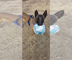 Mutt Dogs for adoption in Imlay City, MI, USA