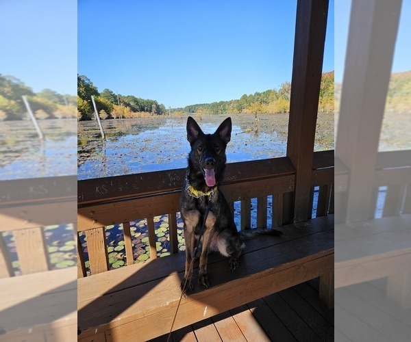 Medium Photo #4 German Shepherd Dog Puppy For Sale in ROCKINGHAM, NC, USA