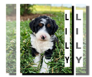 Bernedoodle Puppy for sale in MILLERSBURG, IN, USA