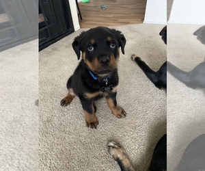 Rottweiler Puppy for sale in WEST JORDAN, UT, USA