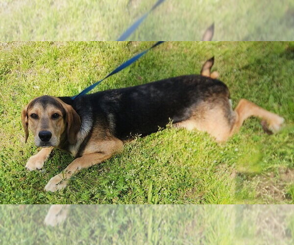 Medium Photo #3 Mutt Puppy For Sale in Wetumpka, AL, USA