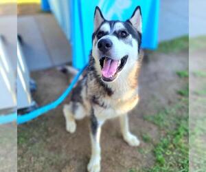 Siberian Husky Dogs for adoption in Long Beach, CA, USA