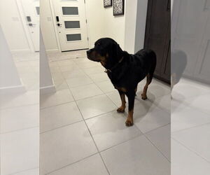 Luke 2021 - Male Rottweiler Dog for Adoption - Photo #7