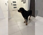 Small #6 Rottweiler