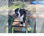 Small #2 Border Collie Mix