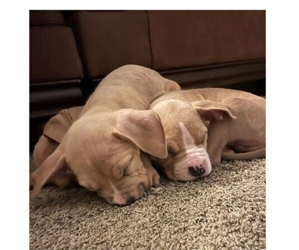 Medium Photo #4 American Pit Bull Terrier Puppy For Sale in GVILLE, SC, USA