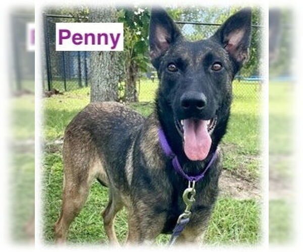 Medium Photo #2 Mutt Puppy For Sale in Imlay City, MI, USA