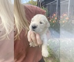 Puppy Bud Golden Retriever