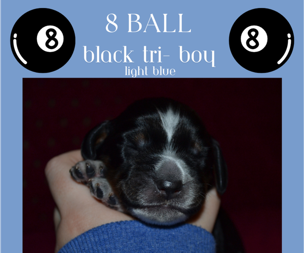Medium Photo #6 English Springer Spaniel Puppy For Sale in LITCHFIELD, MN, USA