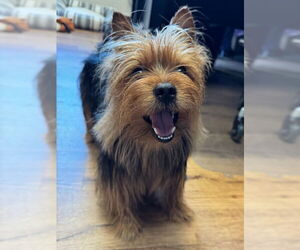 Mutt Dogs for adoption in Lancaster, PA, USA