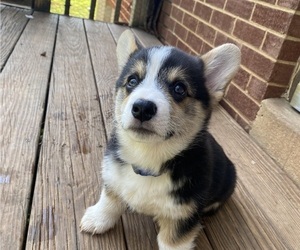 Pembroke Welsh Corgi Puppy for sale in NANJEMOY, MD, USA