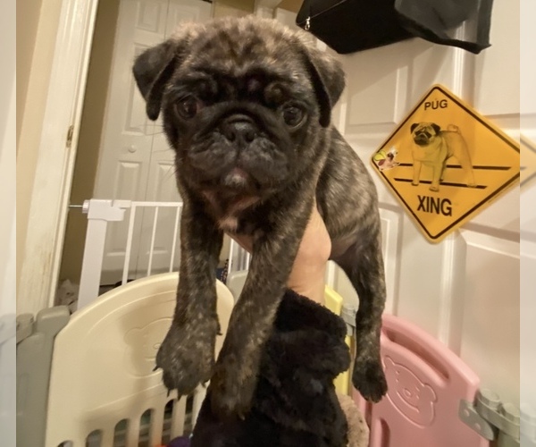 Medium Photo #3 Pug Puppy For Sale in CLEARWATER, FL, USA