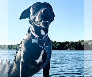 Blacklit Canopy - Female Mutt Dog for Adoption - Photo #3