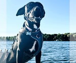 Small Photo #3 Mutt Puppy For Sale in Fargo, ND, USA